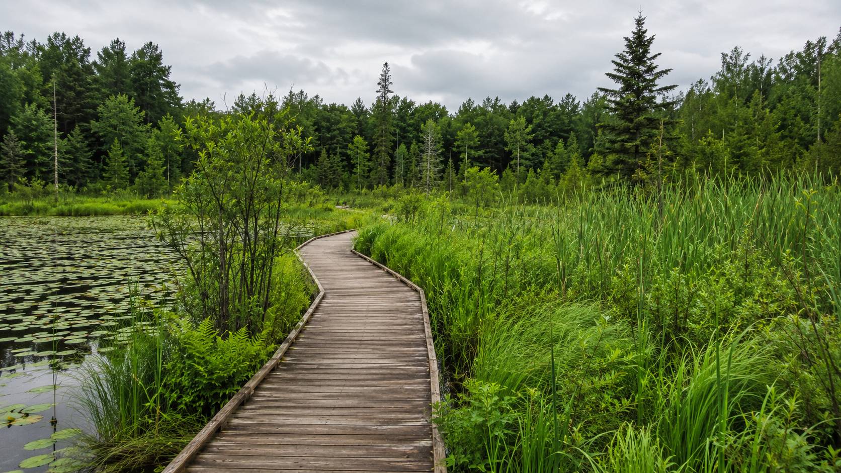 Forest boardwalk trail through Muskoka wetland